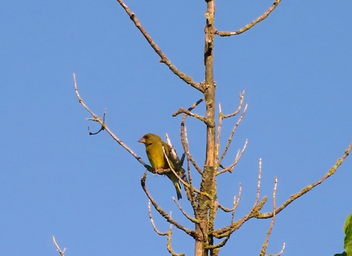European Greenfinch