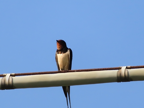 Barn Swallow