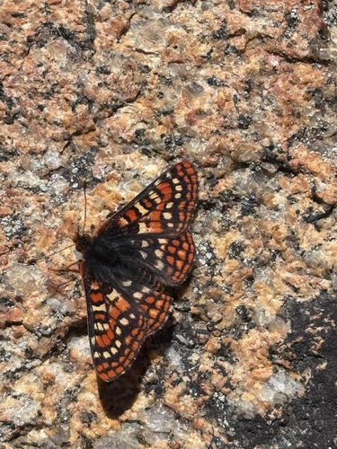 iNaturalist observation photo of Edith's Checkerspot