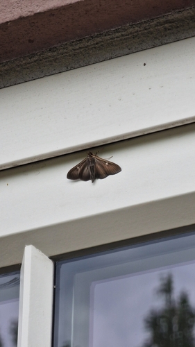 Box Tree Moth