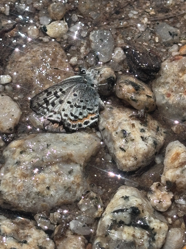 iNaturalist observation photo of Glaucon Blue