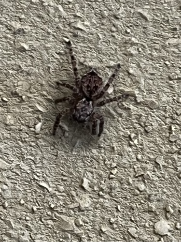 iNaturalist observation photo of Mexigonus morosus