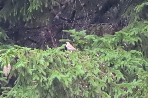 Song Thrush