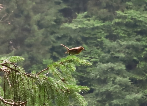 European Robin