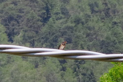 Barn Swallow
