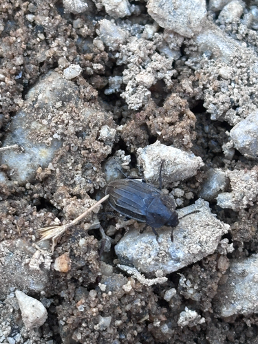 iNaturalist observation photo of Silphini