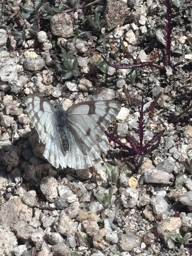 iNaturalist observation photo of Western White