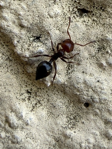 Mediterranean Acrobat Ant