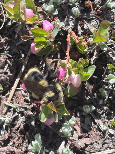 iNaturalist observation photo of Vancouver Bumble Bee