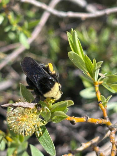 iNaturalist observation photo of Yellow-faced Bumble Bee