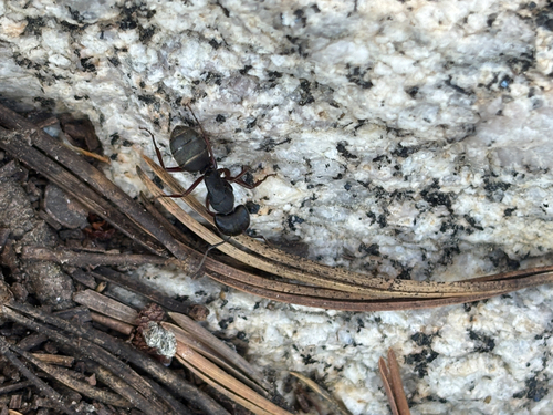 iNaturalist observation photo of Western Black Carpenter Ant