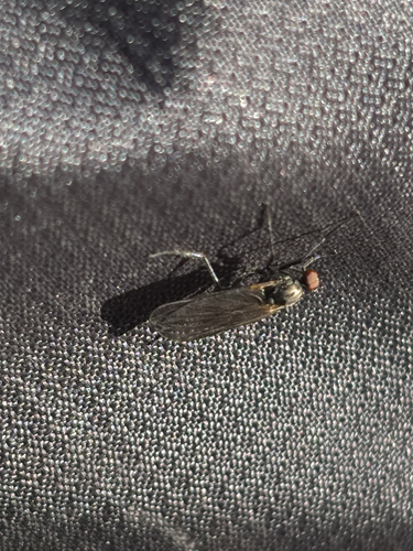 iNaturalist observation photo of Brachyceran Flies