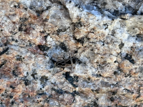 iNaturalist observation photo of Mediterranean Seed Bug