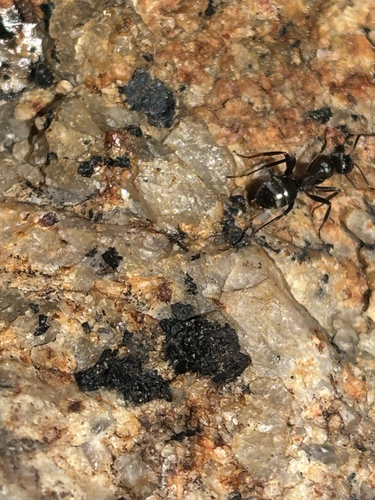 iNaturalist observation photo of Hairy Smooth Carpenter Ant