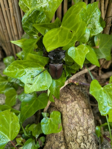 European Stag Beetle