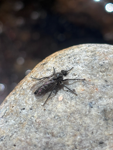iNaturalist observation photo of Sandpirates