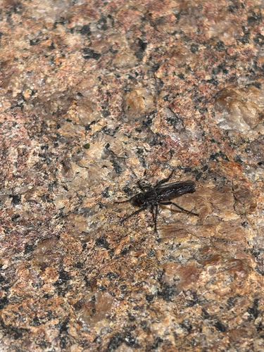 iNaturalist observation photo of Sandpirates