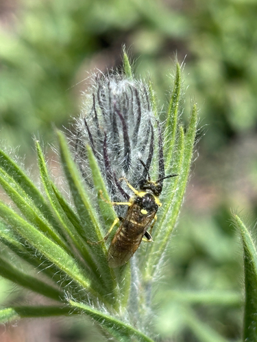 iNaturalist observation photo of Ants, Bees, Wasps, and Sawflies
