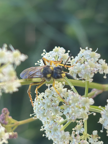 iNaturalist observation photo of Ants, Bees, Wasps, and Sawflies