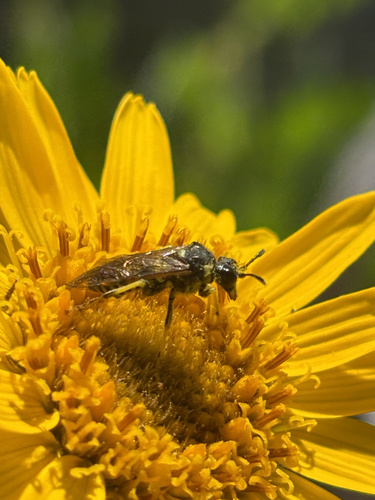 iNaturalist observation photo of Filacus