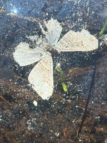 iNaturalist observation photo of Butterflies and Moths