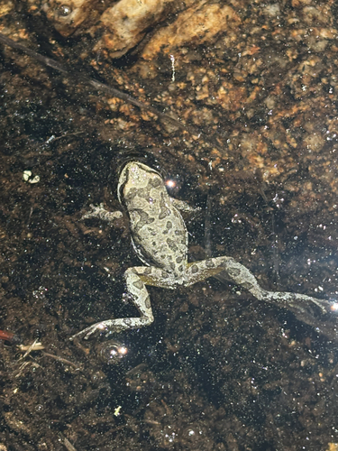 iNaturalist observation photo of Pacific chorus frog