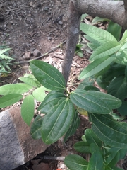 Image of Cinnamomum verum