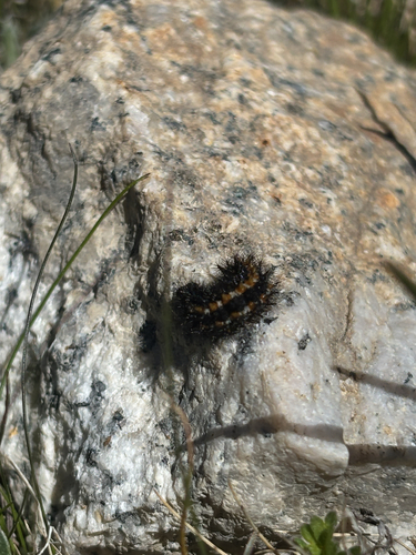 iNaturalist observation photo of Edith's Checkerspot
