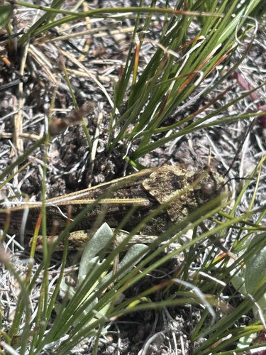 iNaturalist observation photo of Nevada Red-winged Grasshopper