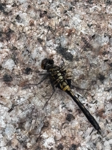 iNaturalist observation photo of Crimson-ringed Whiteface