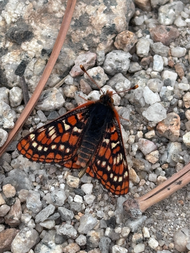 iNaturalist observation photo of Edith's Checkerspot