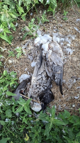 Barnacle Goose
