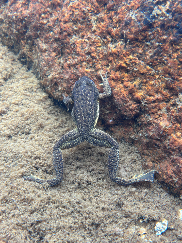 iNaturalist observation photo of Sierra Nevada Yellow-legged Frog