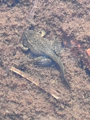iNaturalist observation photo of Sierra Nevada Yellow-legged Frog