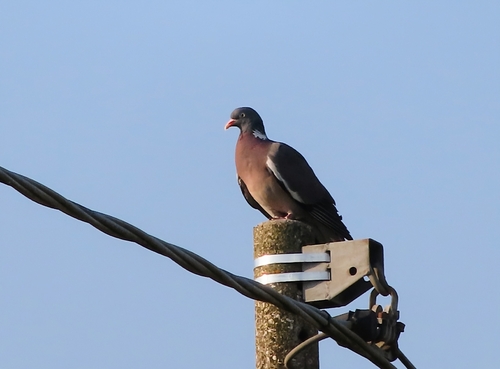 Common Wood-Pigeon