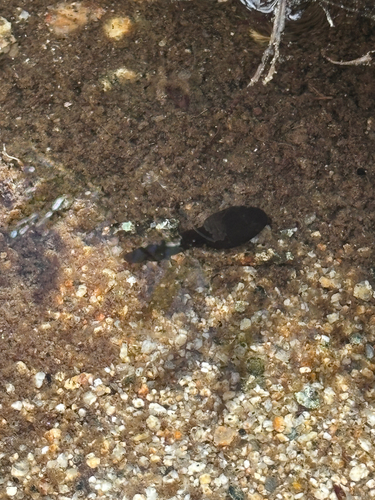 iNaturalist observation photo of Yosemite Toad