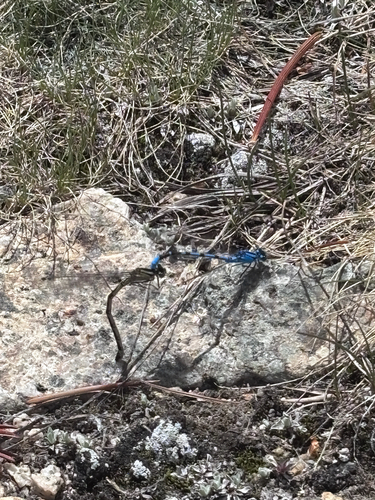 iNaturalist observation photo of Boreal Bluet