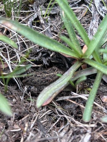 iNaturalist observation photo of Yosemite Toad