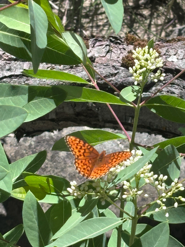 iNaturalist observation photo of Coronis Fritillary