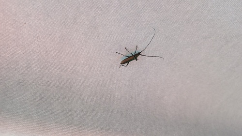 Musk beetle