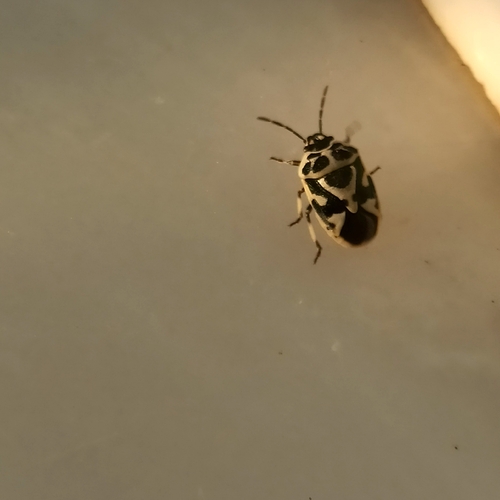 red cabbage bug