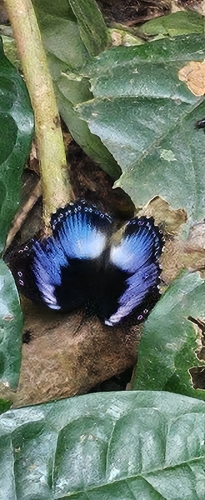 Blue Diadem Butterfly