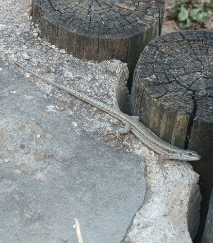 Common Wall Lizard