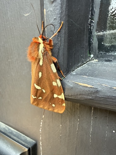 St. Lawrence Tiger Moth