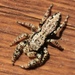 Fencepost Jumping Spider - Photo (c) Jessica Schoknecht, all rights reserved, uploaded by Jessica Schoknecht