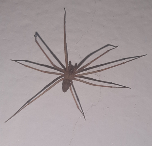 Mediterranean recluse