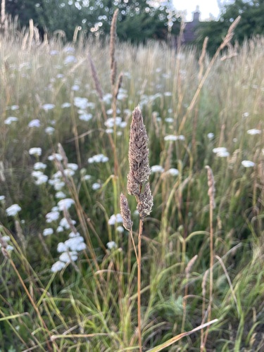 orchard grass
