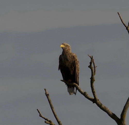 White-tailed Eagle