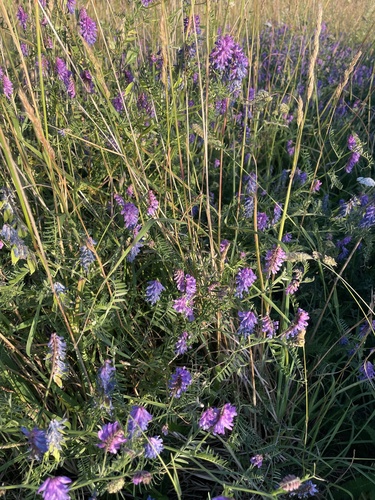 tufted vetch