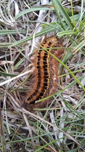 Drinker Moth